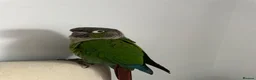 Conures birds for sale: beautiful 18 month old green cheek conure in Newport - Advert 1