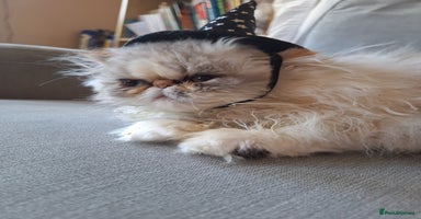 Persian cats - Advert 15