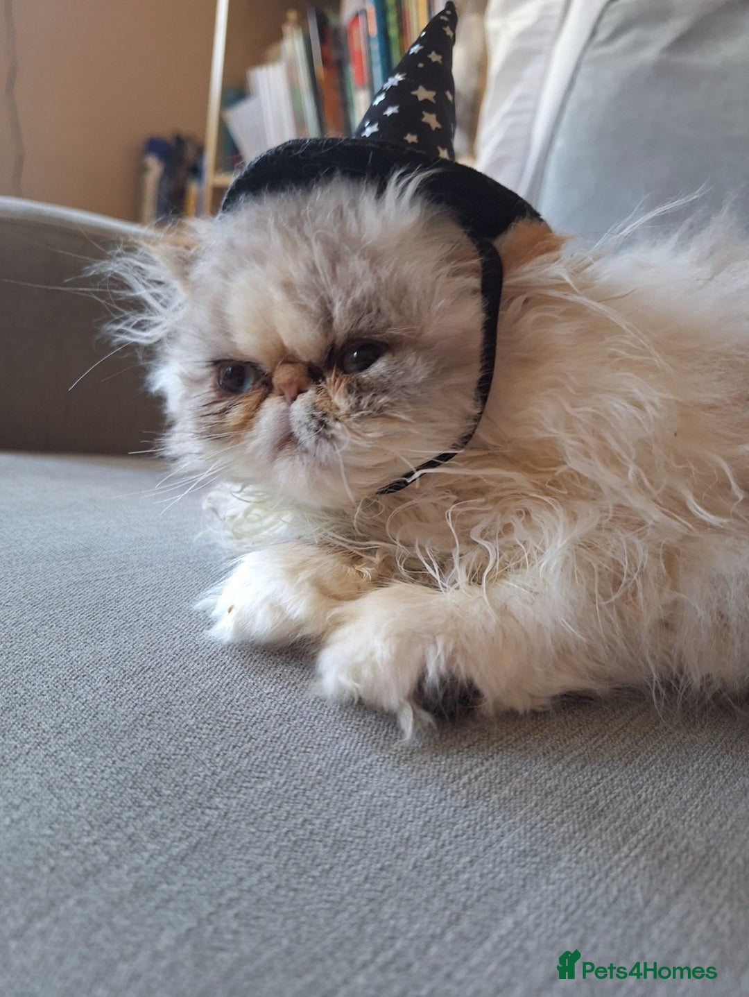 Persian cats for sale: Lovely Persian kitten  - Image 3