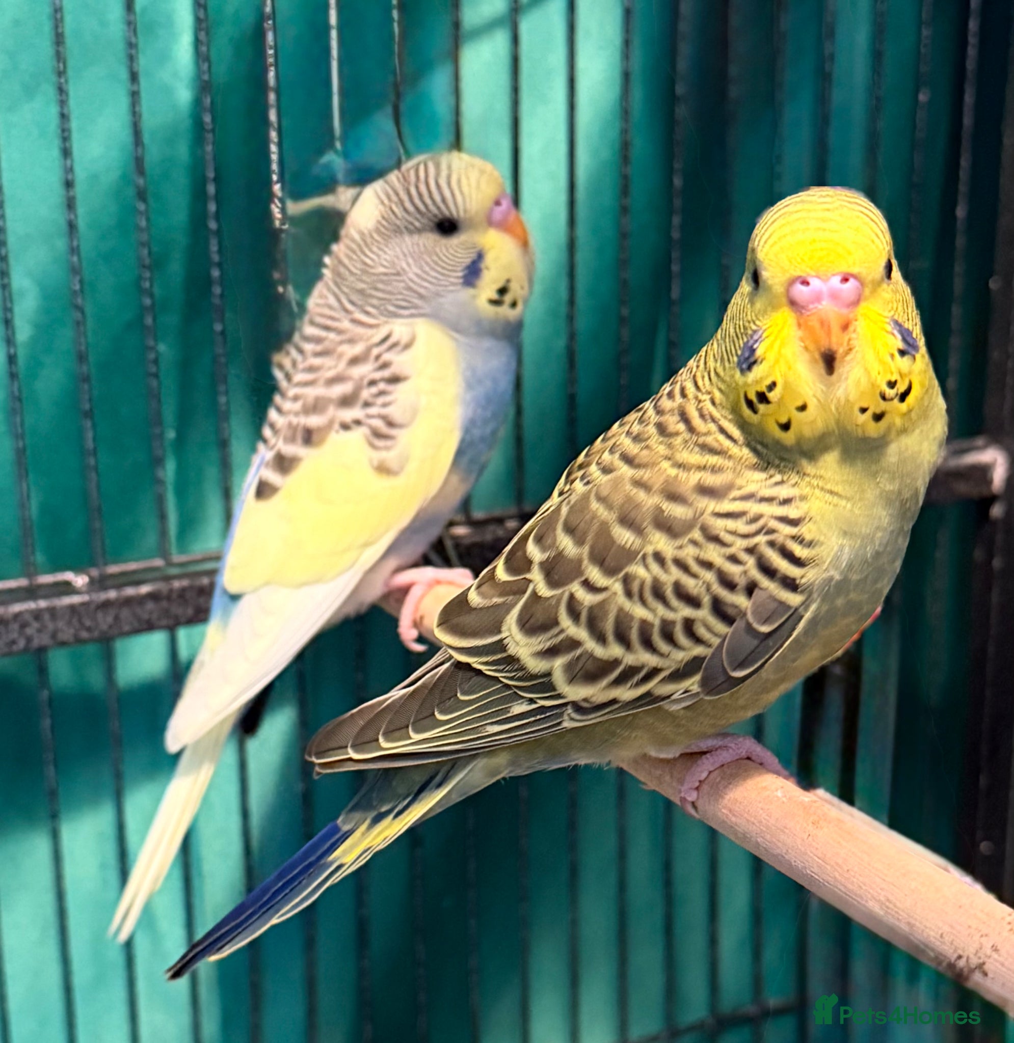 Budgerigars birds Beautiful Young Pair of Budgies  – Runcorn (WA7) - Advert 9