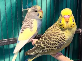 Budgerigars birds Beautiful Young Pair of Budgies – Runcorn (WA7) - Advert 9