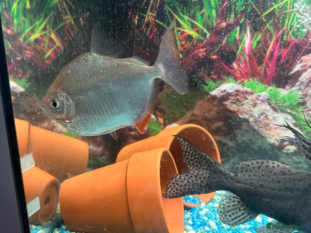 Cichlids fish for sale: Fishes for sale  - Image 6