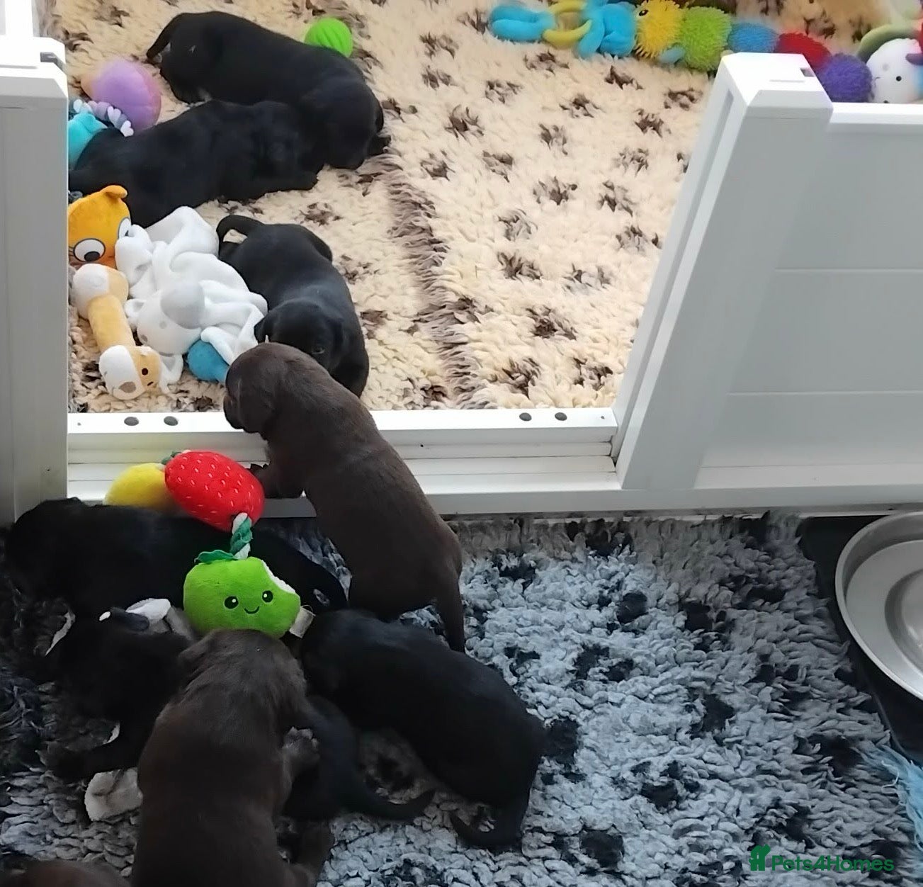 Labrador Retriever dogs Quality Labrador pups. Health tested parents - Advert 14