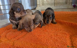 Mixed Breed dogs for sale: 3/4Dachshund X 1/4Jack  - Image 4