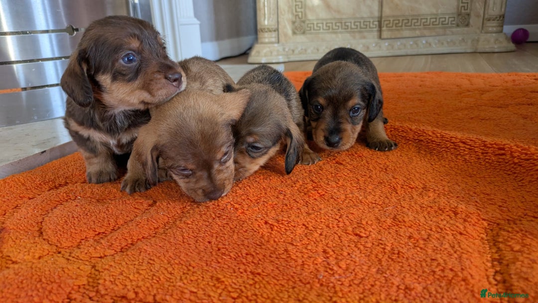 Mixed Breed dogs for sale: 3/4Dachshund X 1/4Jack  - Image 4