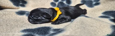 Pug 2