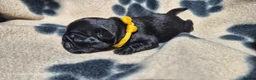 Pug dogs for sale: 3x pug girls 1x pug boy in Southend-on-Sea - Advert 11