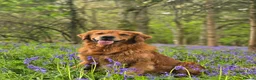 Golden Retriever dogs for stud: Golden retriever at stud - Advert 5