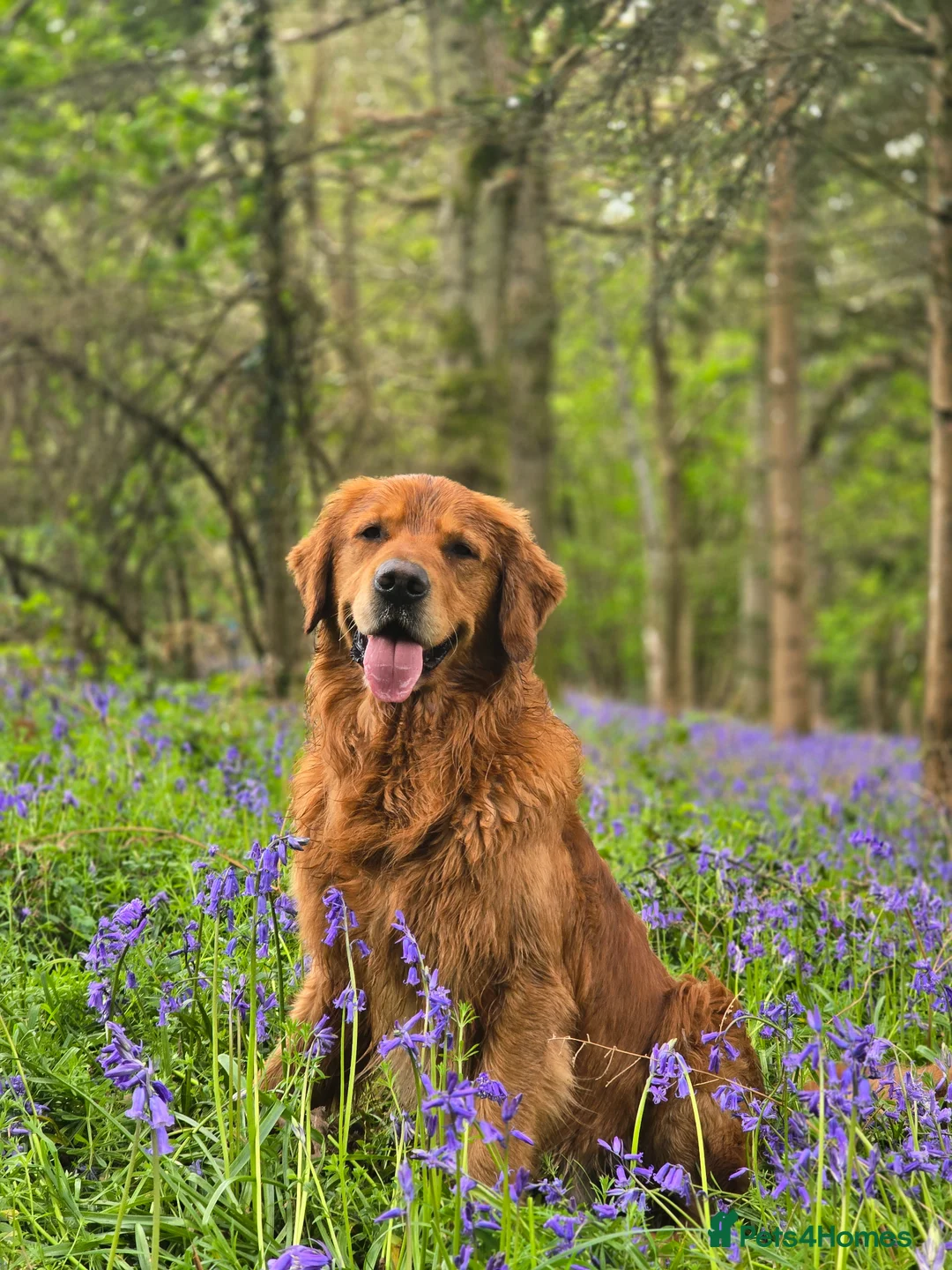 Golden Retriever dogs for stud: Golden retriever at stud - Advert 5