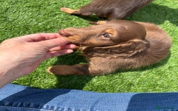 Miniature Dachshund dogs for sale: Delightful litter of KC Longhaired Mini Dachshunds - Image 1