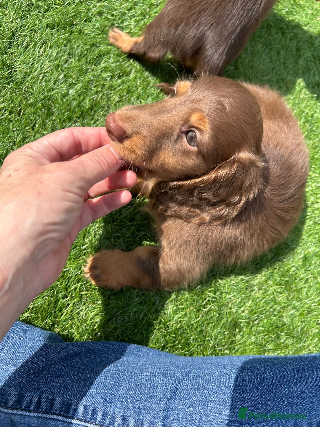 Miniature Dachshund dogs for sale: Delightful litter of KC Longhaired Mini Dachshunds - Image 1