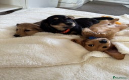 Miniature Dachshund dogs for sale: REDUCED!! Only one long hair miniature girl left!  in Sudbury - Image 3