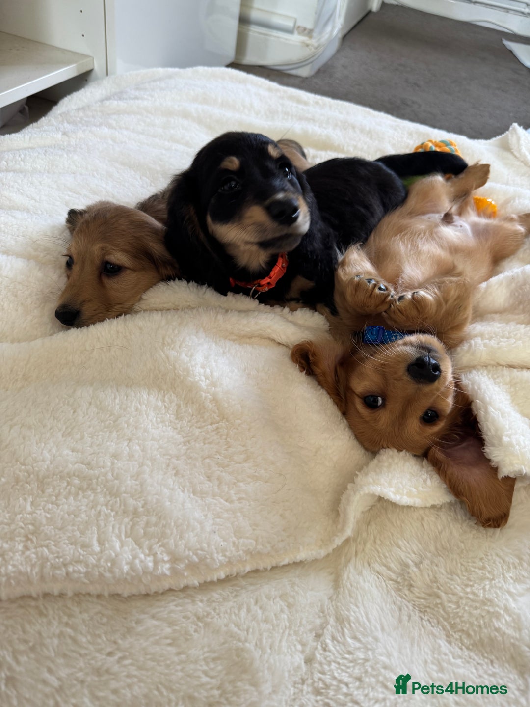 Miniature Dachshund dogs for sale: REDUCED!! Only one long hair miniature girl left!  in Sudbury - Image 3