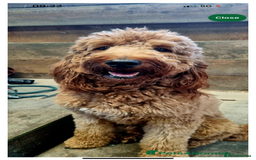 Irish Doodle dogs for sale: 6 beautiful F1b Irish Doodle puppies ❤️🐶 - Image 26