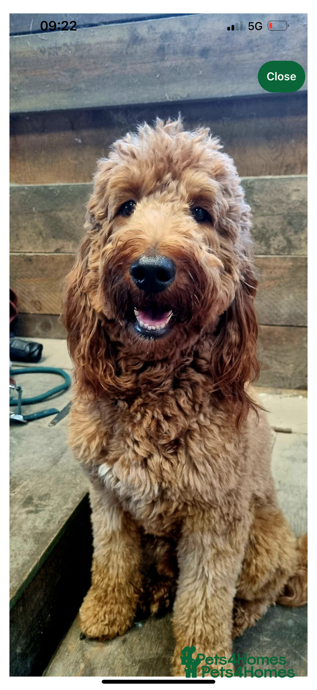 Irish Doodle dogs for sale: 6 beautiful F1b Irish Doodle puppies ❤️🐶 - Image 26