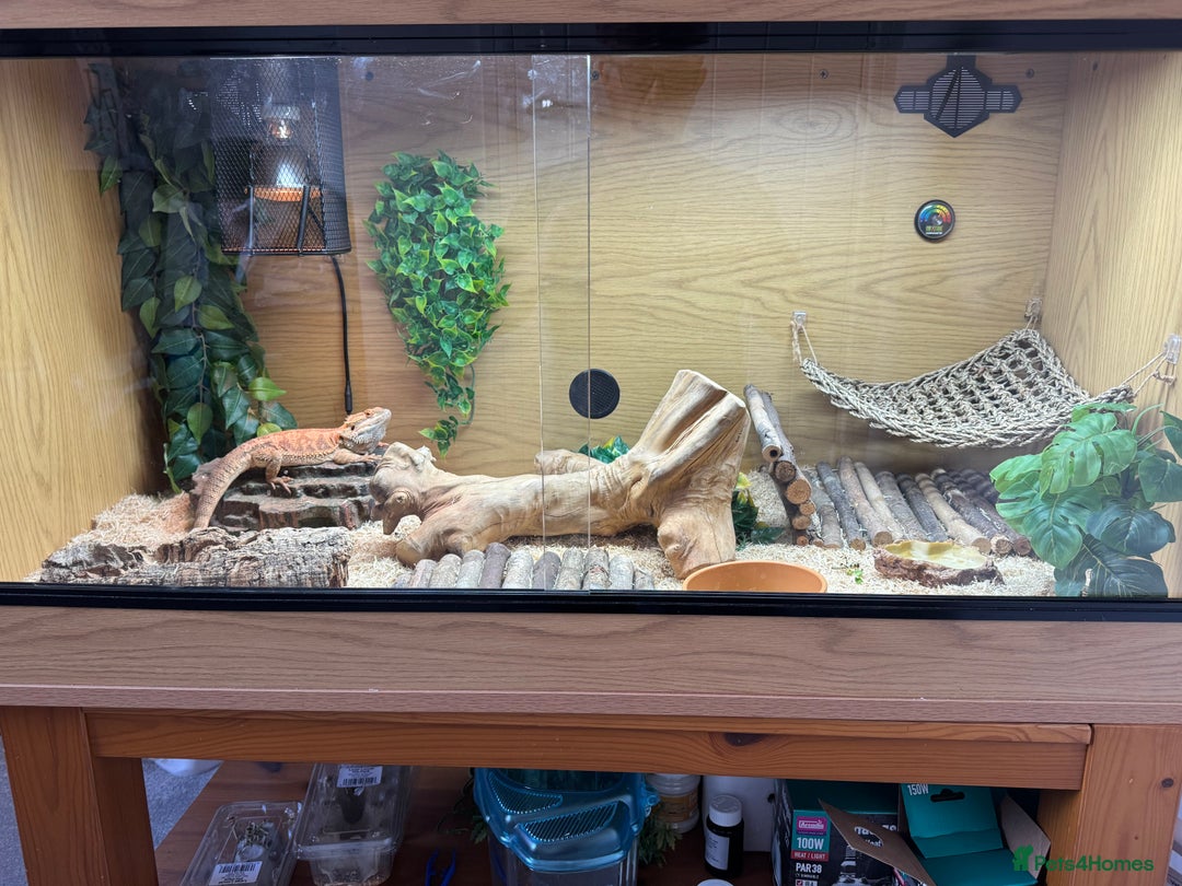 Bearded Dragon reptiles for sale: 12 month old bearded Dragon  - Image 10