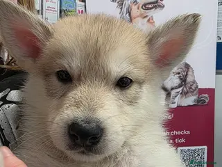 Northern Inuit dogs Tamaskan Puppies - Advert 1