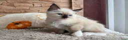 Ragdoll cats for sale: Pure Ragdoll Kittens  - Advert 17