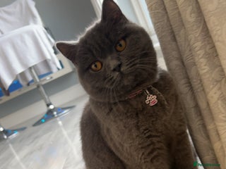 British Shorthair cats - Advert 5