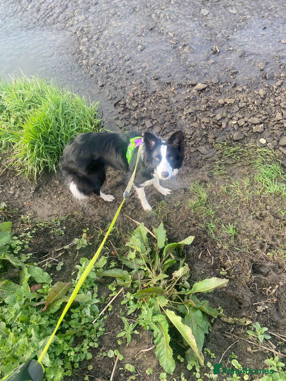 Border Collie dogs for sale: Beautiful border collie girl  - Advert 1
