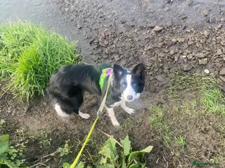 Border Collie dogs Beautiful border collie girl - Advert 1