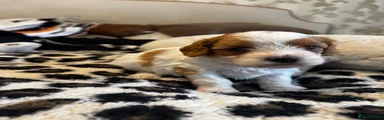 Cavapoo 5