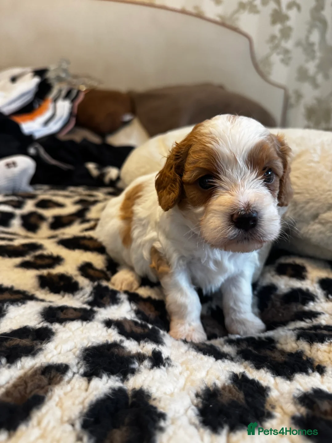Cavapoo dogs for sale: Cavapoo puppies F1 fully health tested parents - Advert 2