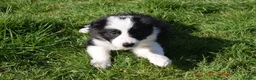Border Collie dogs for sale: 4 Border Collie pups - Advert 3