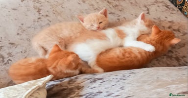 Maine Coon cats - Advert 11