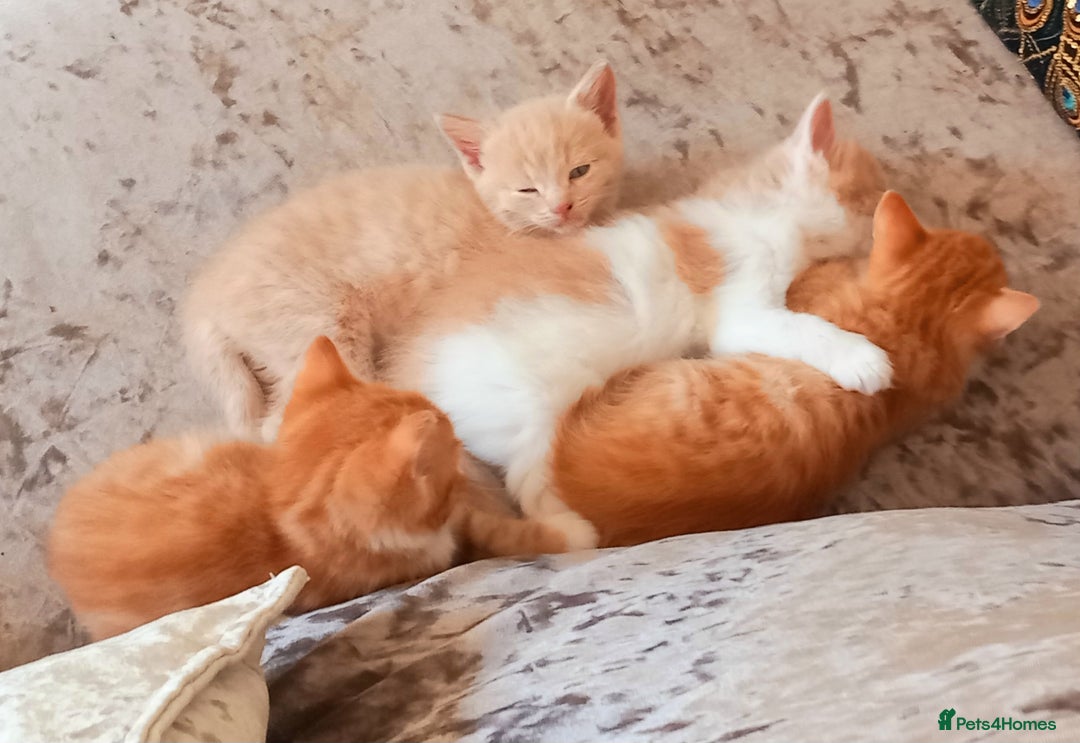 Maine Coon cats for sale: Maine Coone X ginger kittens v friendly & loving - Image 3