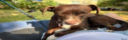 Mixed Breed dogs for adoption: Kit Kat  in Dorchester - Advert 6