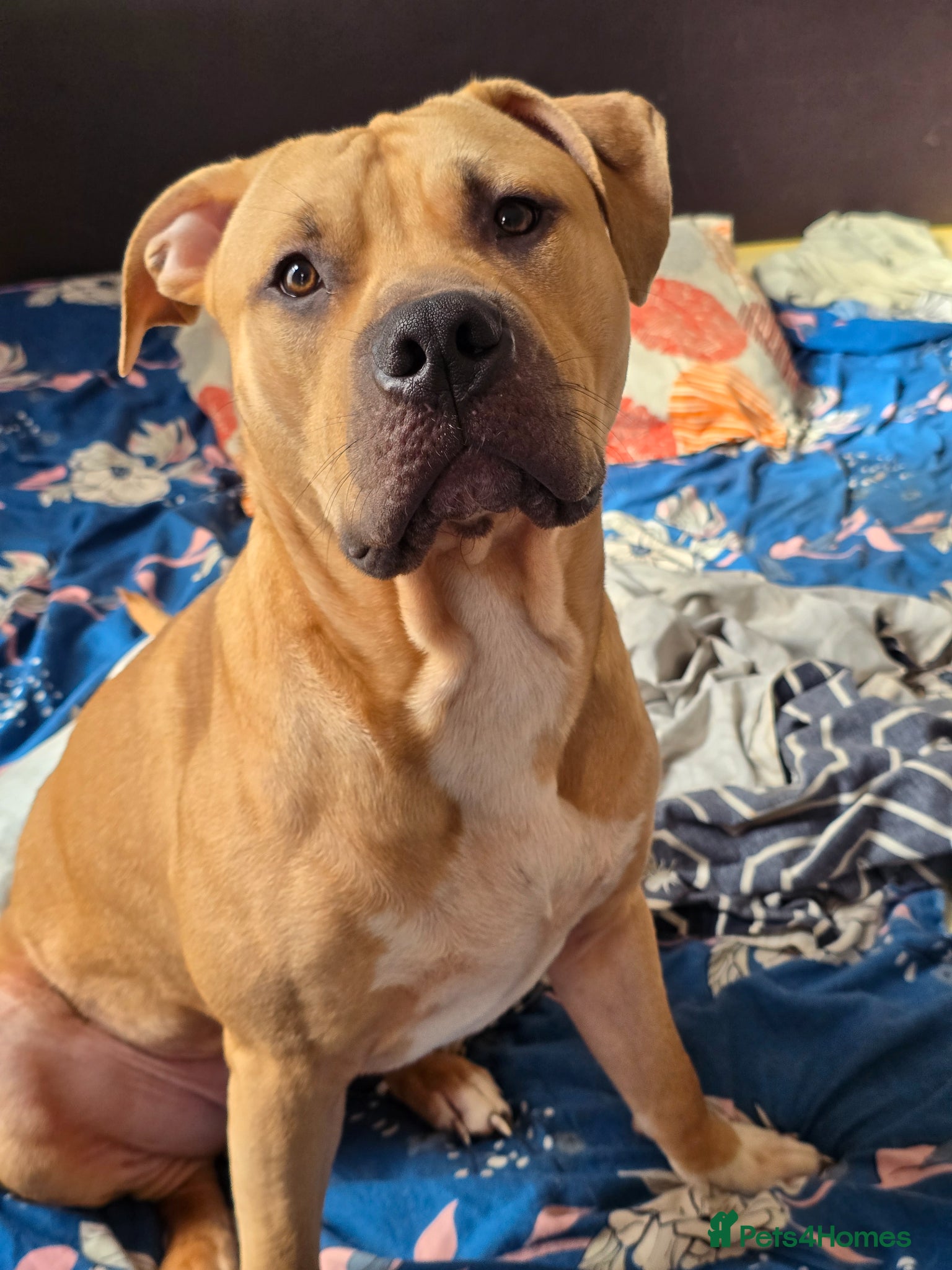 American Bully dogs AMAZING YOUNG BULLY (M/F)FOR ROYAL& LOVING HOMES.  - Advert 1