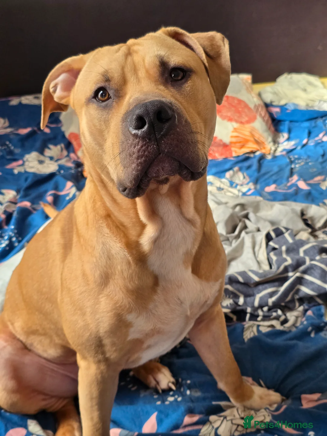 American Bully dogs for sale: AMAZING YOUNG BULLY (M/F)FOR ROYAL& LOVING HOMES.  - Advert 1