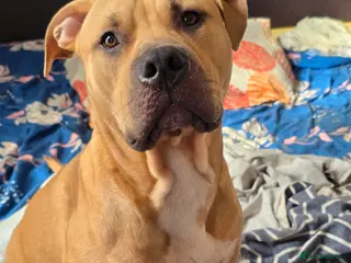 American Bully dogs AMAZING YOUNG BULLY (M/F)FOR ROYAL& LOVING HOMES. - Advert 8