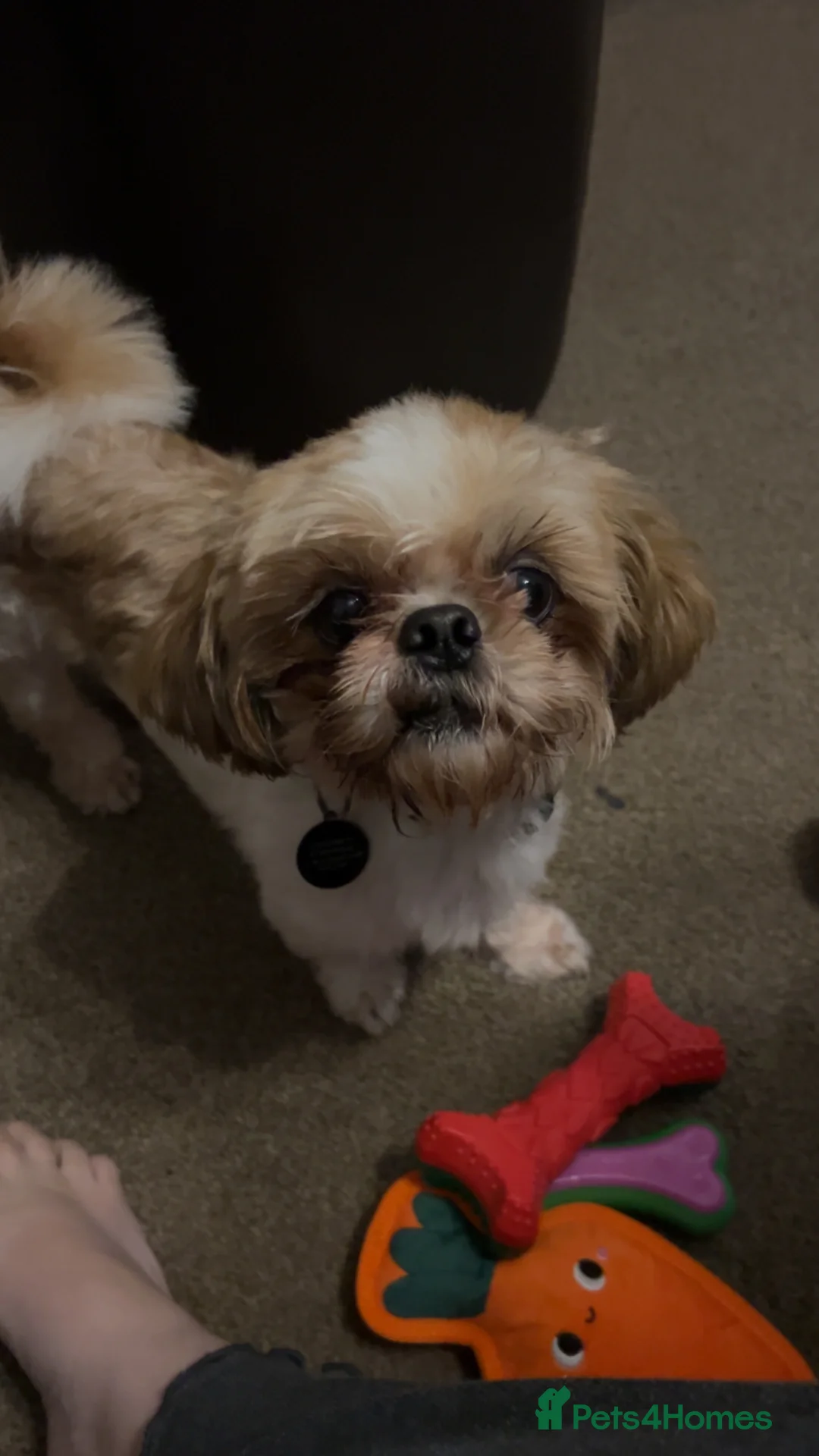 Shih Tzu dogs for stud: Male tiny Shih Tzu  in Barnsley - Advert 3