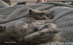 Maine Coon cats for sale: Gorgeous half  maincoon and ragdoll kittens  - Image 1
