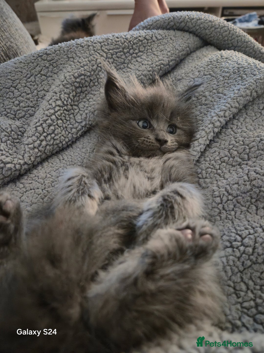 Maine Coon cats for sale: Gorgeous half  maincoon and ragdoll kittens  - Image 1