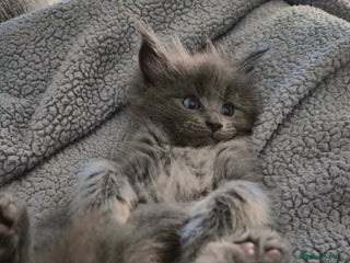 Maine Coon cats - Advert 1