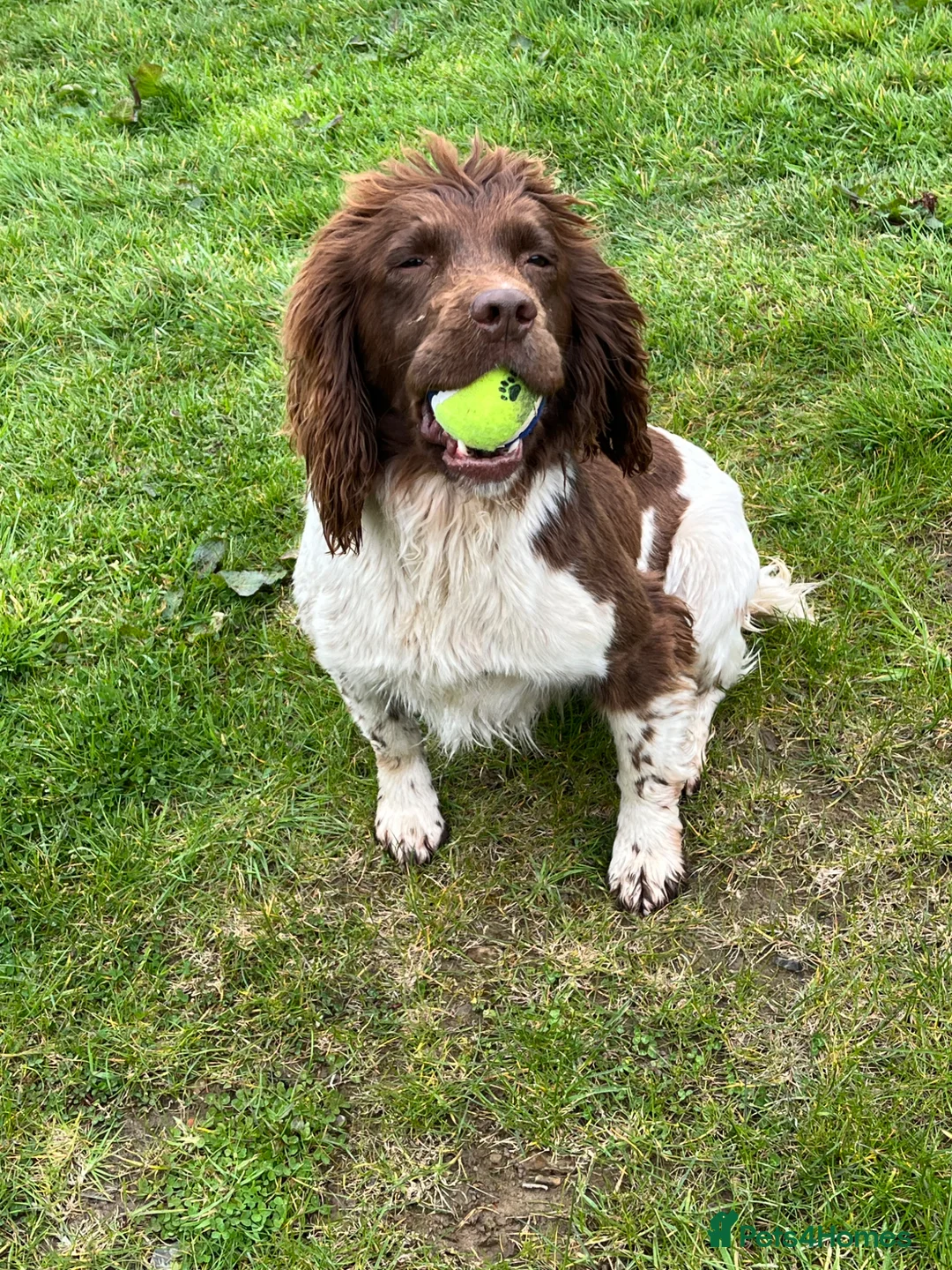 English Springer Spaniel dogs for sale: 4 year old springer spaniel female  - Advert 2