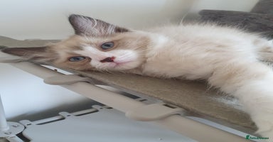 Ragdoll cats - Advert 1