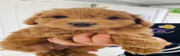 Cavapoochon dogs for sale: 2 beautiful girl cavapoochon puppies  - Advert 10