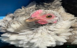 Chickens poultry for sale: Frizzle Rooster and variety of hens - Image 7