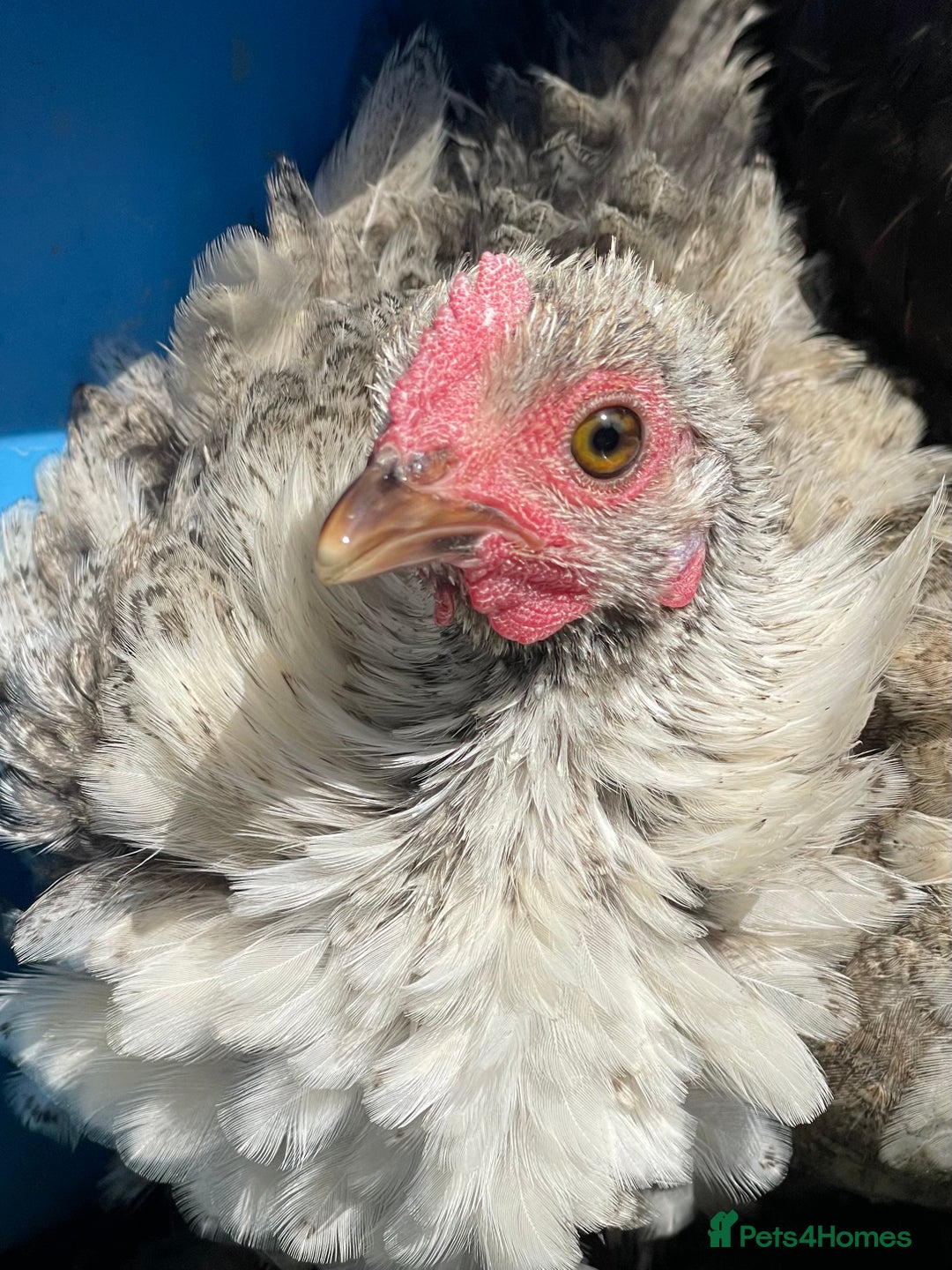 Chickens poultry for sale: Frizzle Rooster and variety of hens - Image 7