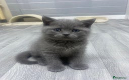 British Shorthair cats for sale: Stunning fluffy British short haired kittens  - Image 8