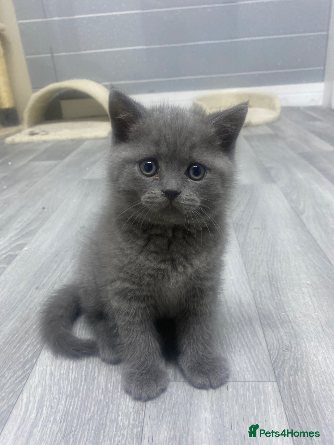British Shorthair cats for sale: Stunning fluffy British short haired kittens  - Image 8