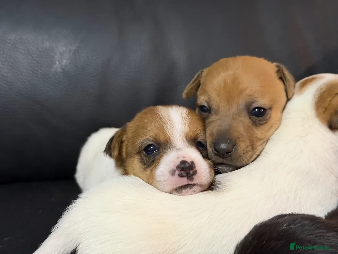 Jack Russell dogs for sale: Stunning miniature short haired jack Russell pups - Advert 1