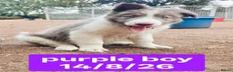 Border Collie dogs for sale: KC registered Border collie pups for sale - Advert 3