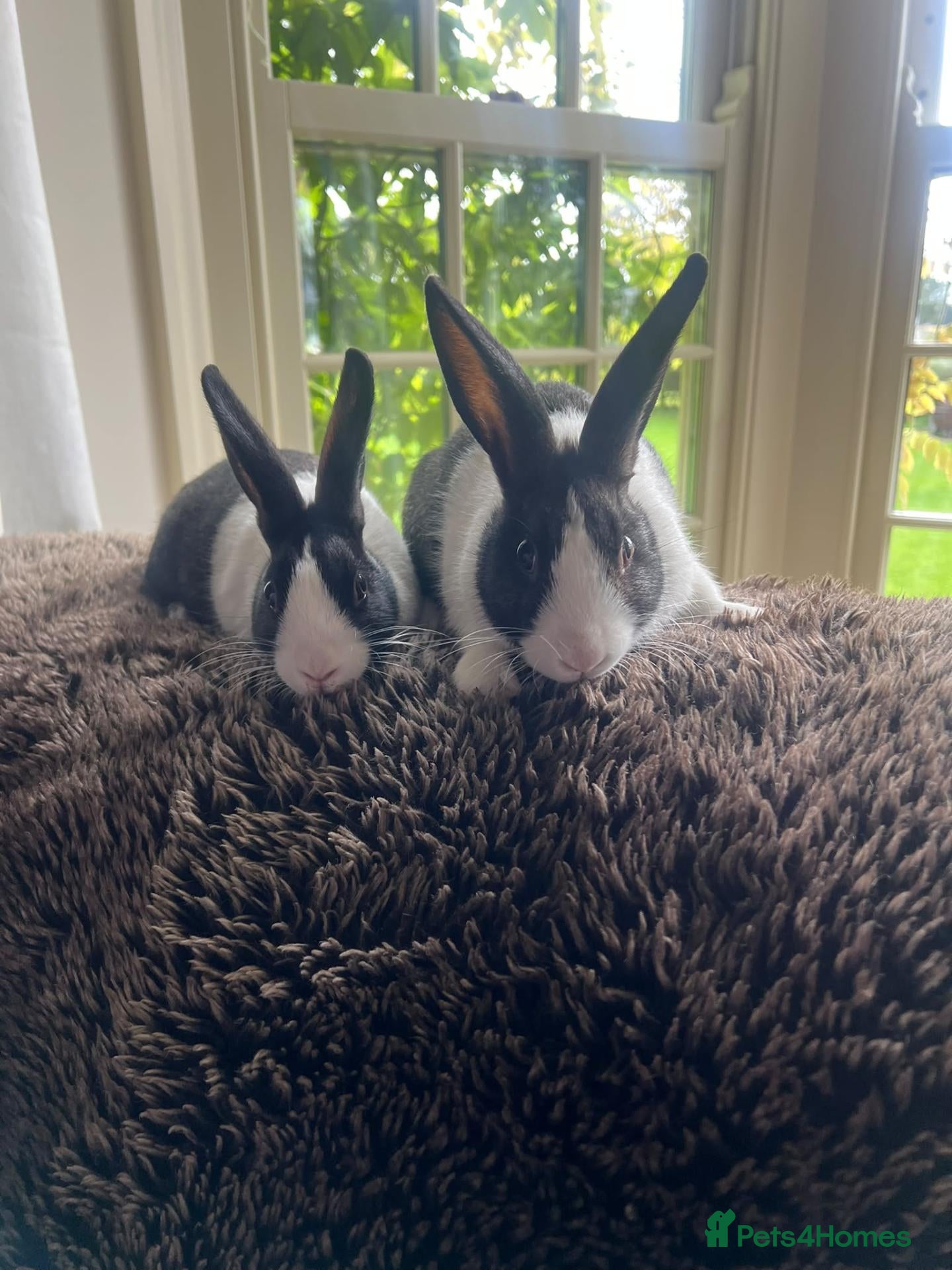 Dutch rabbits Two lovely Dutch rabbits - Advert 19