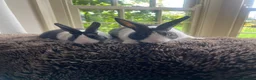 Dutch rabbits for sale: Two lovely Dutch rabbits - Advert 1