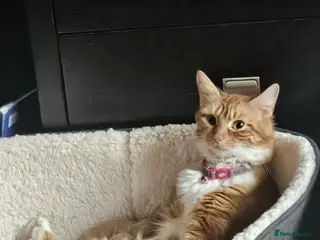 Mixed Breed cats Beautiful kitchens - Advert 2